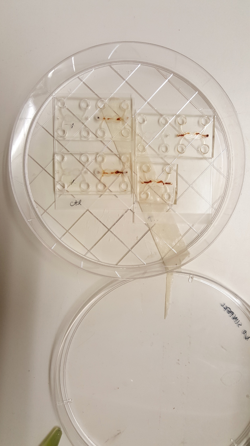 Organ on chip samplpes