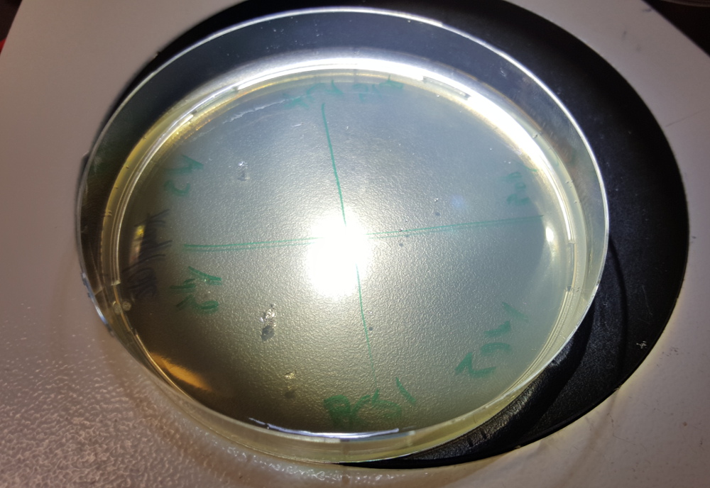 cell culture 1